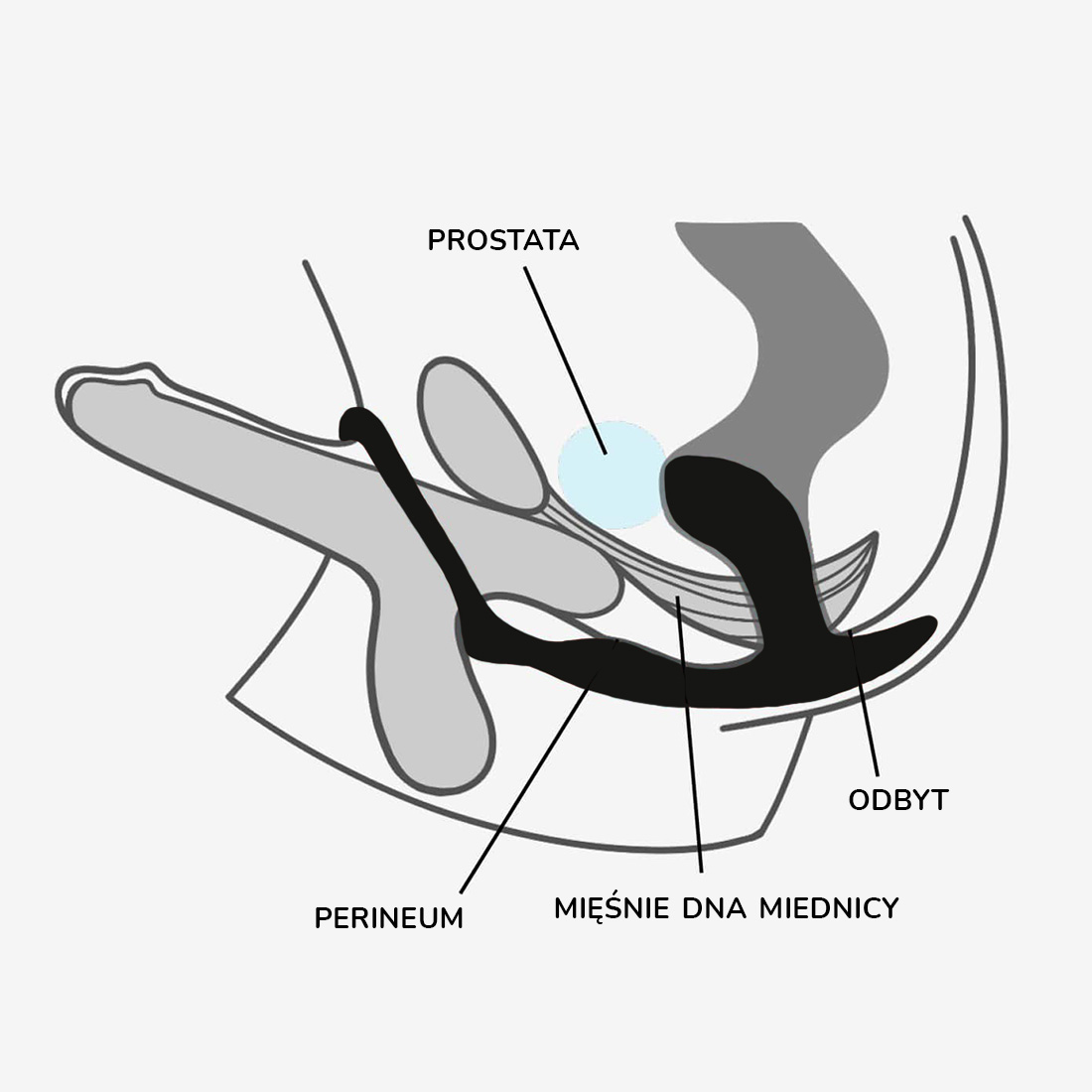 Fun Factory Bootie Ring korek analny z pierścieniem erekcyjnym