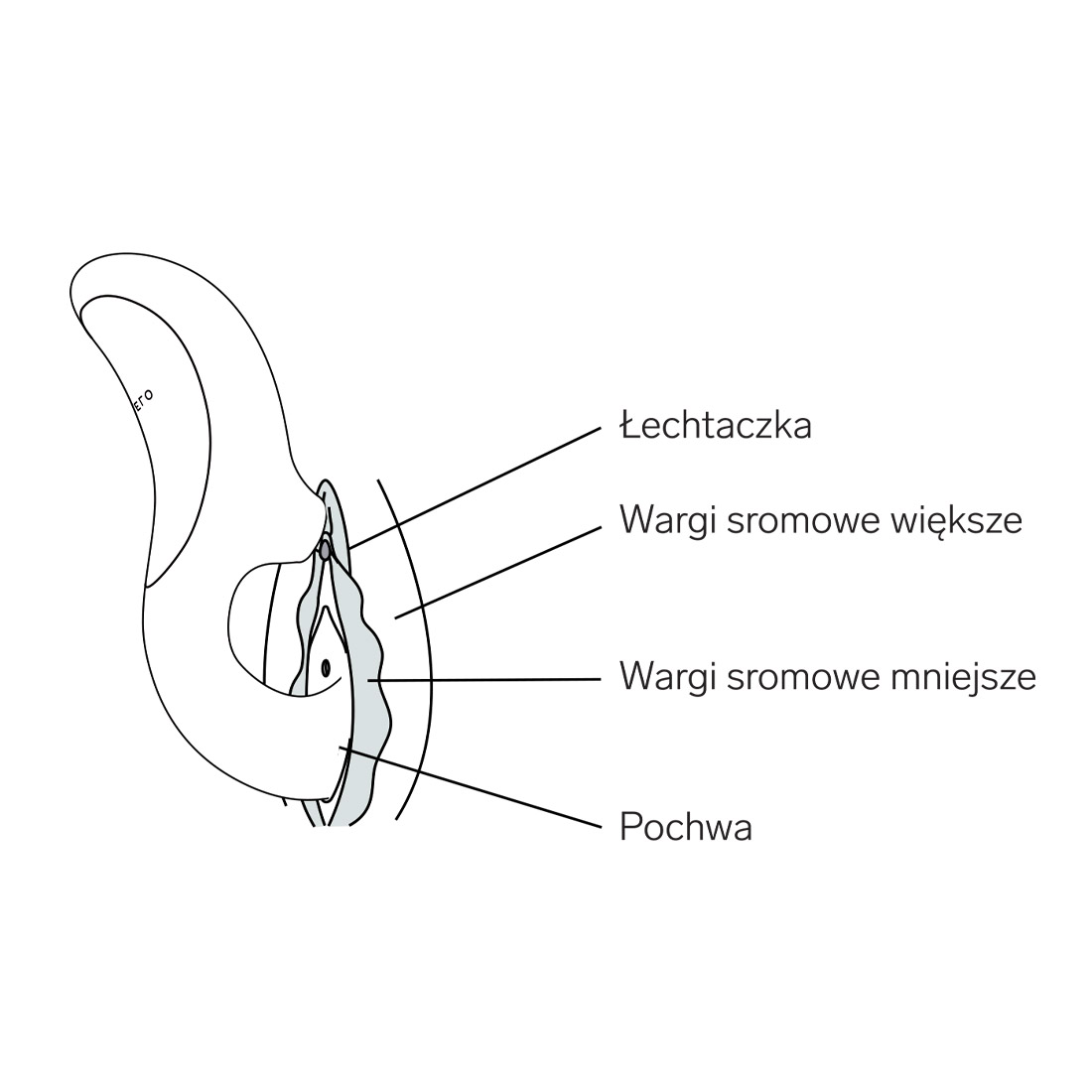 LELO Enigma Cruise wibrator króliczek z sonicznym masażerem łechtaczki